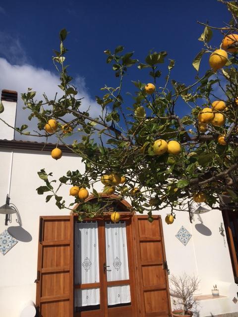 Uliveto House Bed & Breakfast Castellammare del Golfo Dış mekan fotoğraf